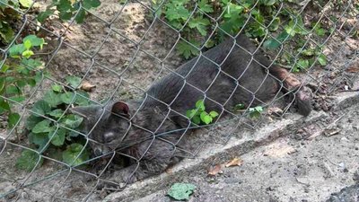 Сказ у кота у Львові