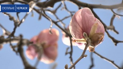 Зацвіли магнолії на території черкаського університету Зацвіли магнолії на території черкаського університету