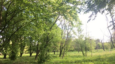 Львівські парки почали обробляти від кліщів