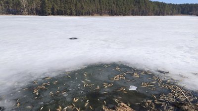 Житомир, мор риби, Соколовський ставок
