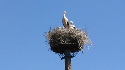 На Херсонщині рятувальники облаштували гнізда для лелек На Херсонщині рятувальники облаштували гнізда для лелек