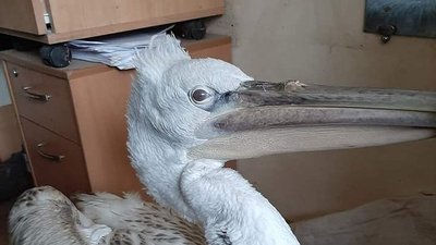 На Одещині з криги звільнили червонокнижного пелікана. СУСПІЛЬНЕ | ВІДЕОНОВИНИ