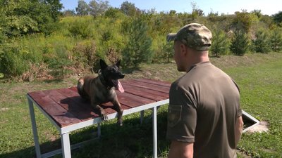 Собаки у рівненській поліції: як їх навчають та на що вони здатні Собаки у рівненській поліції: як їх навчають та на що вони здатні