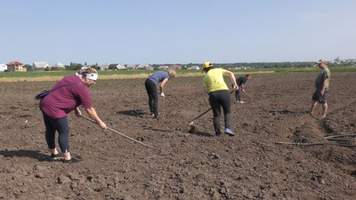 Як погода вплинула на городину