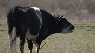 У містечку на Тернопільщині худоба без припону ходить селищем У містечку на Тернопільщині худоба без припону ходить селищем