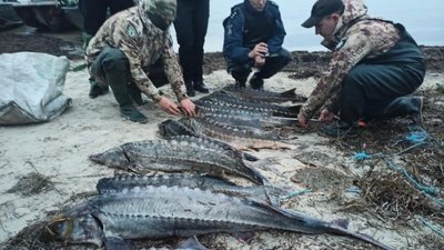 На території Нацпарку "Джарилгацький" браконьєри наловили червонокнижної риби на 1,5 млн гривень