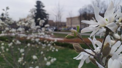 Магнолія у Черкасах Магнолія у Черкасах