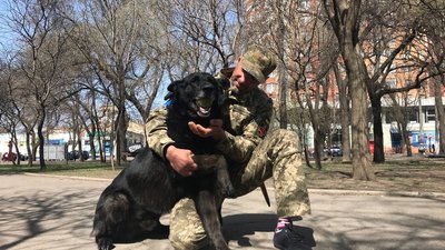 Шукає зброю та допомагає у затриманні. В Одесі на блокпостах разом з військовими несе службу пес Кай Шукає зброю та допомагає у затриманні. В Одесі на блокпостах разом з військовими несе службу пес Кай