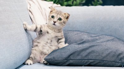 "Помаранчевий" рівень небезпечності: черкащан попереджають про заморозки