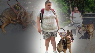 Житомир, Малин, собака-поводир, 24 червня 2026 року