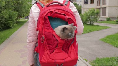 Тернополянка Ореста Дешева подорожує зі своїм котом Тернополянка Ореста Дешева подорожує зі своїм котом