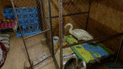 Була знесилена та нічого не їла: на Черкащині одужує врятована лебідка Була знесилена та нічого не їла: на Черкащині одужує врятована лебідка