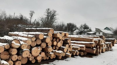 Посадовці одного із лісогосподарств Житомирщини крали хвойні дерева