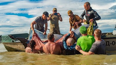 На Херсонщині врятували дельфіна, якого шторм прибив до берега Дніпро-Бузького лиману
