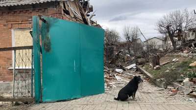 собака у розбитого будинку у Харкові
