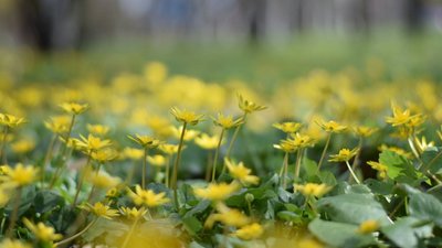Весна у Черкасах