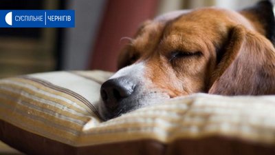 На Чернігівщині активувалися кліщі: чим це небезпечно для тварин та як уберегтися
