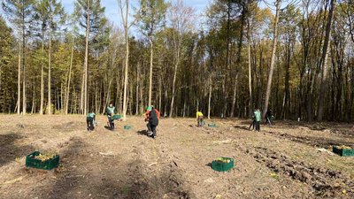 На Тернопільщині посадили ліс