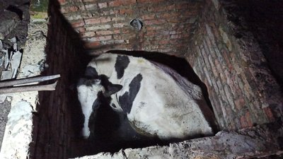 На Рівненщині рятувальники звільнили Бурьонку, яка впала у септик