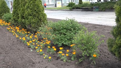 В Житомирі на клумбі біля майдану Корольова висадили більше тисячі квіток В Житомирі на клумбі біля майдану Корольова висадили більше тисячі квіток