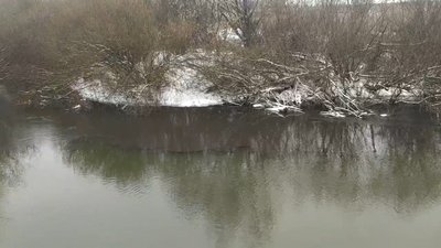 У річці Нараївка амоній перевищує норму удев’ятеро. Держекоінспекція Карпатського округу У річці Нараївка амоній перевищує норму удев’ятеро. Держекоінспекція Карпатського округу