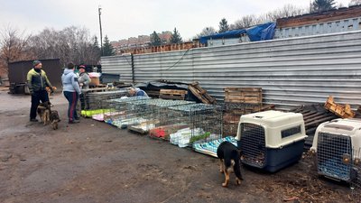 Частину тварин із сумського притулку евакуюють до Польщі Частину тварин із сумського притулку евакуюють до Польщі