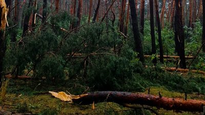 Близько 2,3 га пошкоджень. На Дніпропетровщині негода спричинила вітроломи в лісах