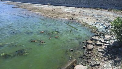 На Дніпропетровщині міліють річки. У чому причина, пояснює еколог На Дніпропетровщині міліють річки. У чому причина, пояснює еколог