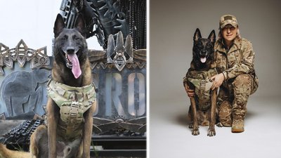 собака, тварини, кінологиня, службовий собака, бронежитет, захист