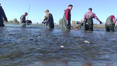 До водойм Миколаївщини заплановано випустити 500 тисяч екземплярів рослиноїдних видів риб До водойм Миколаївщини заплановано випустити 500 тисяч екземплярів рослиноїдних видів риб