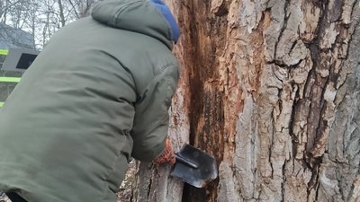 Лікування дерев у Києві