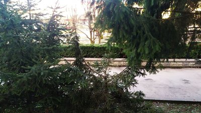 Ялинки