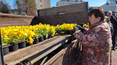 На луцьких клумбах уже висадили півтори тисячі квітів. Скільки ще планують
