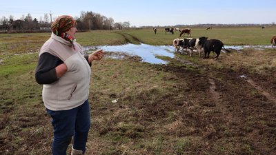 Найбільше стадо в селі: як фермери на Рівненщині доглядають за коровами, телятами й бичком Найбільше стадо в селі: як фермери на Рівненщині доглядають за коровами, телятами й бичком