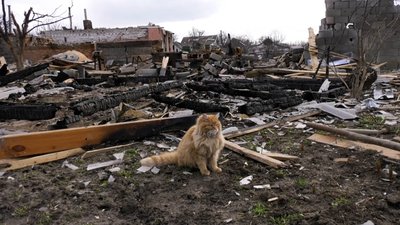 Кішка Володимира Кішка Володимира