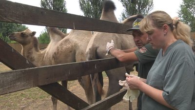 Нова зачіска для лами і переселення гусарів: у Луцькому зоопарку працюють ветеринари з Києва Нова зачіска для лами і переселення гусарів: у Луцькому зоопарку працюють ветеринари з Києва