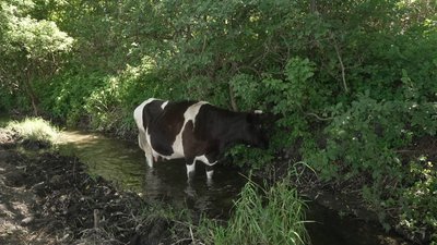 літня погода