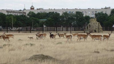 Третя війна "Асканії-Нова": інтерв’ю з ученою секретаркою заповідника Наталією Корінець Третя війна "Асканії-Нова": інтерв’ю з ученою секретаркою заповідника Наталією Корінець