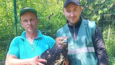 У реабілітаційний центр Галицького парку передали червонокнижного орла з приватного зоопарку У реабілітаційний центр Галицького парку передали червонокнижного орла з приватного зоопарку