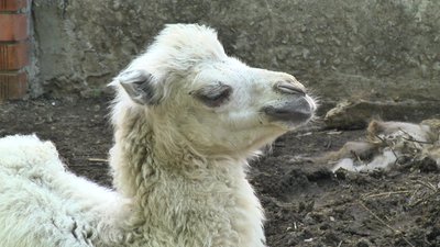 Народжений у розпал стихії. У Маріупольському парку природи підростає дитинча верблюдів Народжений у розпал стихії. У Маріупольському парку природи підростає дитинча верблюдів
