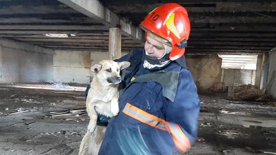 Врятували життя тварині. На Прикарпатті діти звернулися до надзвичайників за допомогою Врятували життя тварині. На Прикарпатті діти звернулися до надзвичайників за допомогою