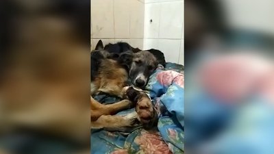 У Чернігові зооволонтери врятували цуценят, які тонули в смоляному озері