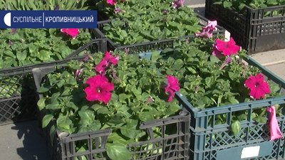 У Кропивницькому висаджують квіти на клумби міста