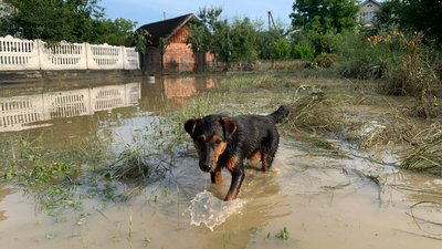 Залишаються підтопленими 113 дворогосподарств. Рятувальники продовжують ліквідовувати наслідки негоди на Франківщині