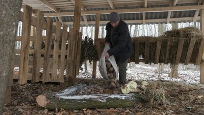 Зимова підгодівля диких тварин: що їдять звірі у лісгоспах Вінниччини Зимова підгодівля диких тварин: що їдять звірі у лісгоспах Вінниччини