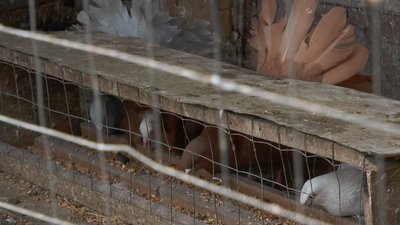 "Першу пару голубів я купив за 50 копійок": на Луганщині пройшла весняна виставка голубів "Першу пару голубів я купив за 50 копійок": на Луганщині пройшла весняна виставка голубів