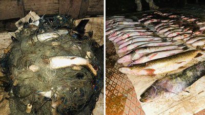 На Черкащині чоловіки наловили риби на майже 230 тисяч гривень На Черкащині чоловіки наловили риби на майже 230 тисяч гривень