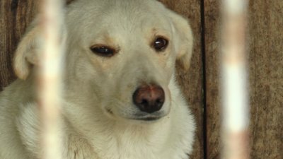 Зруйновані вольєри та налякані тварини. "Дім Сірка" після негоди