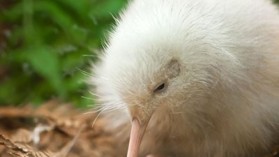 У франківця у саду ростуть екзотичні ківі У франківця у саду ростуть екзотичні ківі