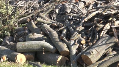 Дрова, які заготовляють жителі громади